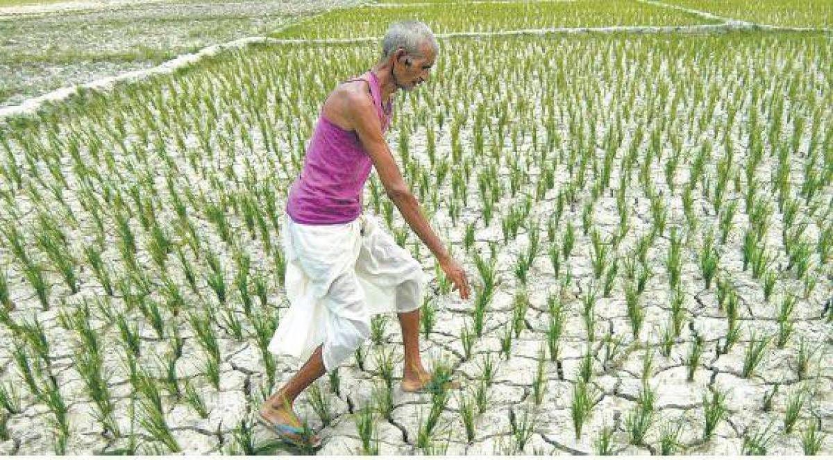 Agricultural land in AP shrinks due to weak monsoon